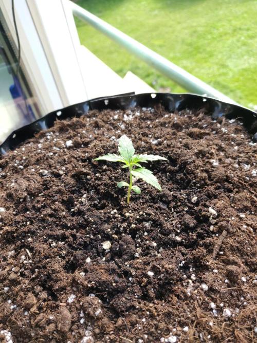 Northern Lights Automatic. Week 2
