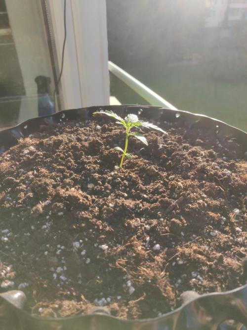Northern Lights Automatic. Week 2