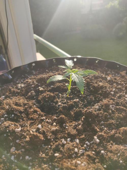 Northern Lights Automatic. Week 2