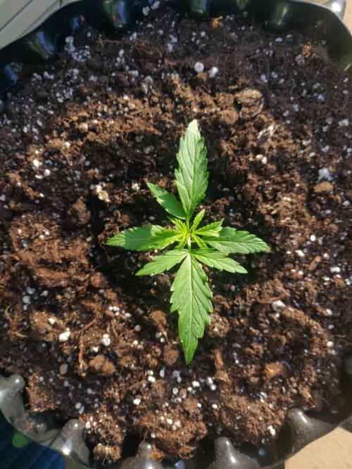 Northern Lights Automatic 2026 Balcony. Week 3 - 27.05.2026: Next pair of leaves is coming.