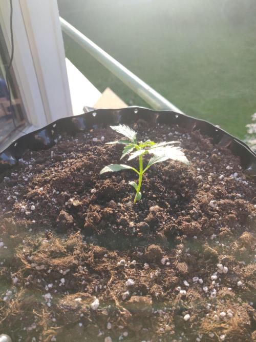 Northern Lights Automatic. Week 3