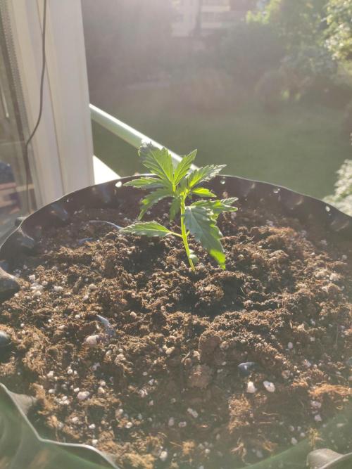 Northern Lights Automatic. Week 3