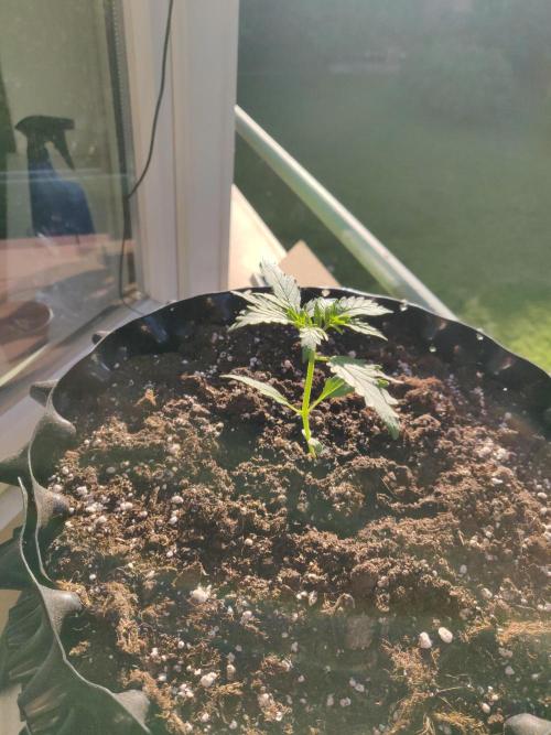 Northern Lights Automatic. Week 3