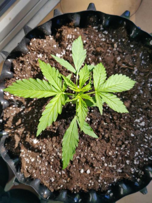 Northern Lights Automatic 2026 Balcony. Week 3 - 31.05.2026: All going well right now.