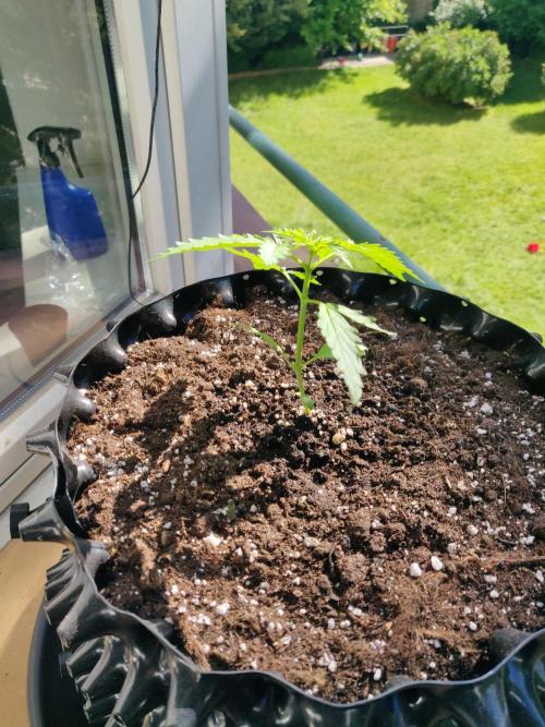 Northern Lights Automatic. Week 3