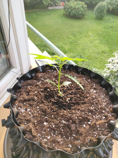Northern Lights Automatic. Week 3