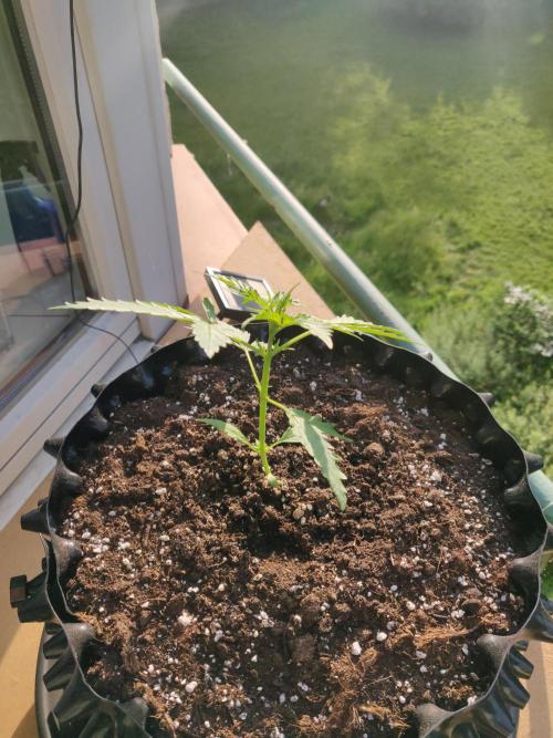 Northern Lights Automatic. Week 3