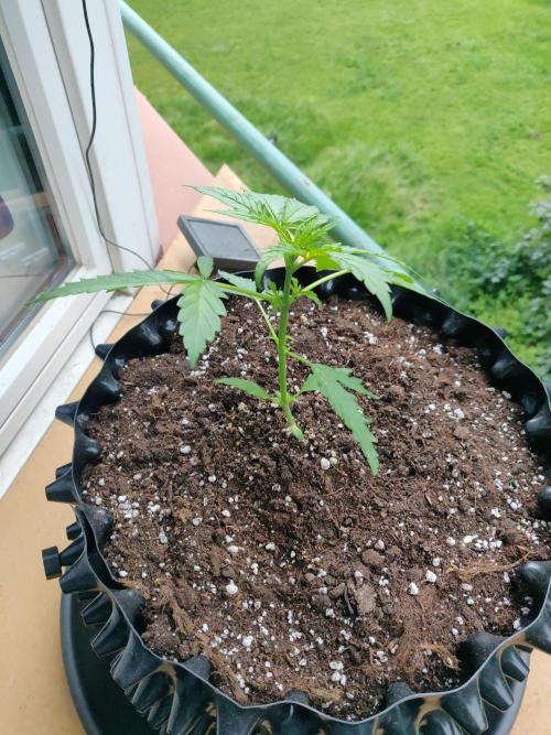 Northern Lights Automatic. Week 4