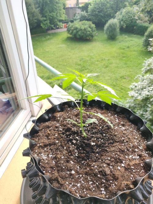 Northern Lights Automatic. Week 4
