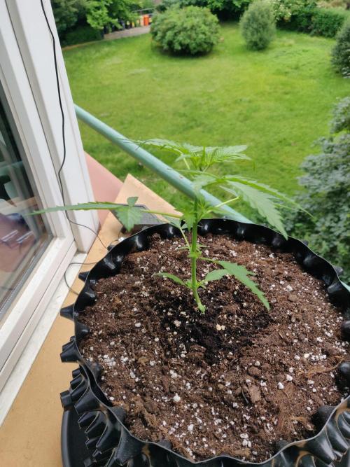 Northern Lights Automatic. Week 4