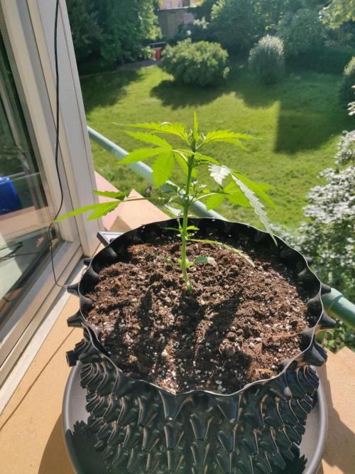 Northern Lights Automatic. Week 4