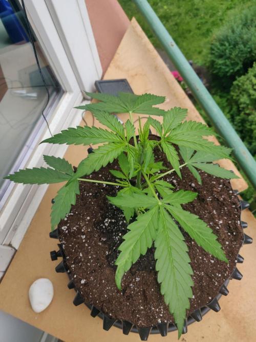 Northern Lights Automatic 2026 Balcony. Week 4 - 07.06.2026: First day with pistils.