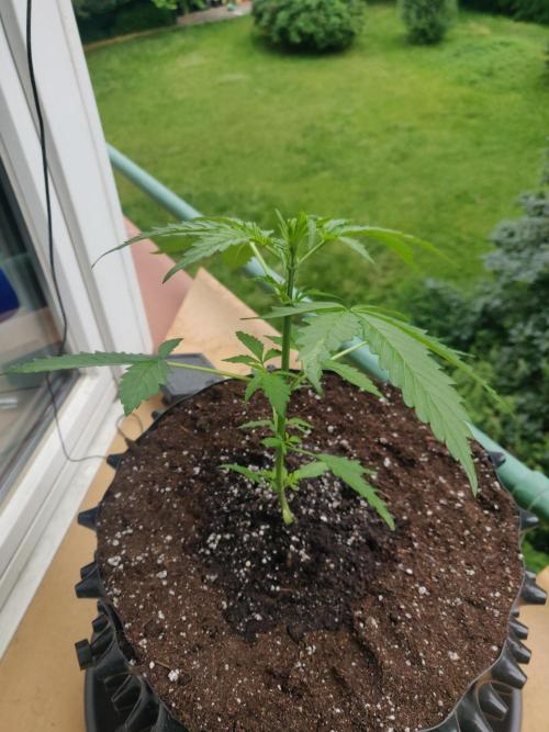 Northern Lights Automatic. Week 4