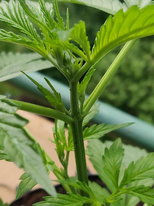 Northern Lights Automatic 2026 Balcony. Week 4 - 09.06.2026: First two pistils are photographable.