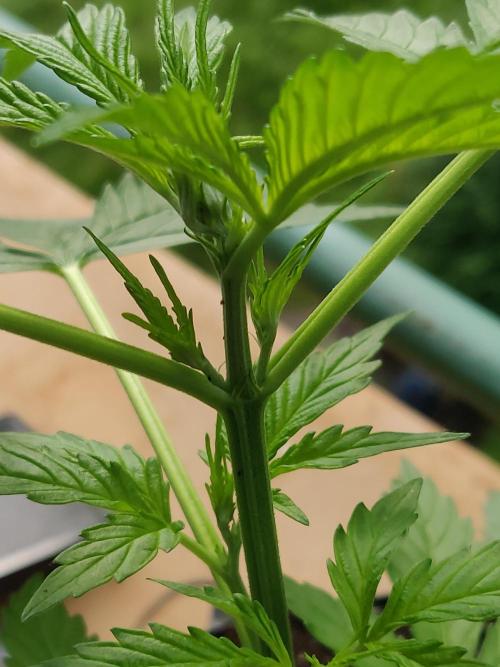 Northern Lights Automatic 2026 Balcony. Week 4 - 09.06.2026: First two pistils are photographable.