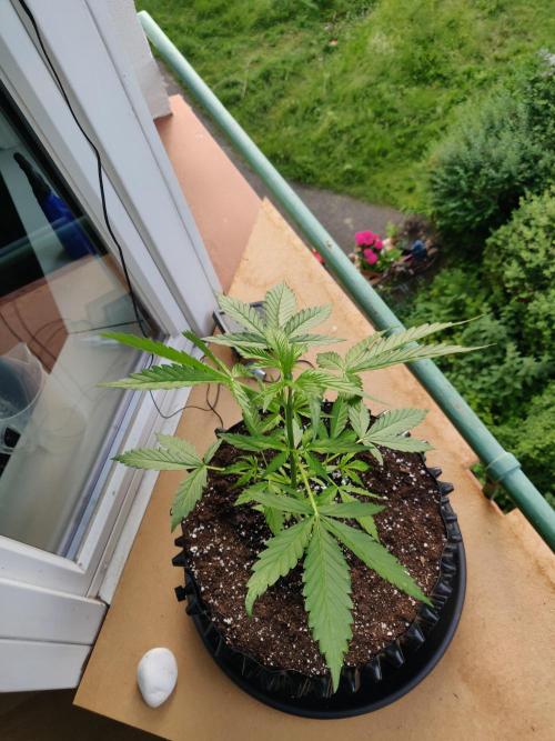Northern Lights Automatic 2026 Balcony. Week 5 - 10.06.2026: From the top.