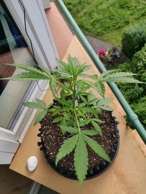 Northern Lights Automatic 2026 Balcony. Week 5 - 11.06.2026