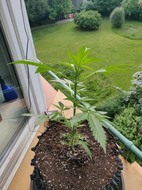 Northern Lights Automatic 2026 Balcony. Week 5 - 11.06.2026