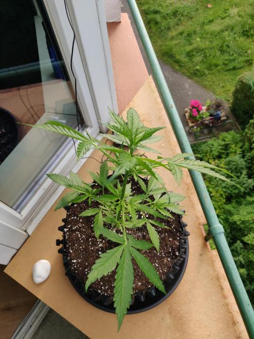 Northern Lights Automatic 2026 Balcony. Week 5 - 12.06.2026
