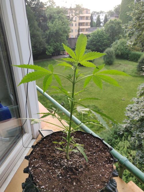 Northern Lights Automatic. Week 5