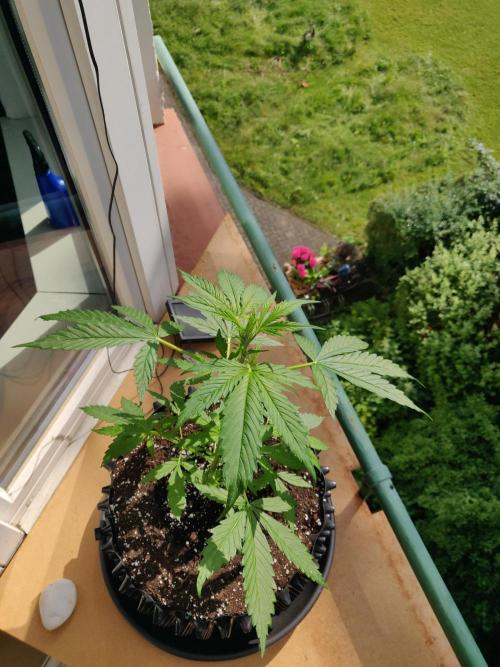 Northern Lights Automatic 2026 Balcony. Week 5 - 13.06.2026