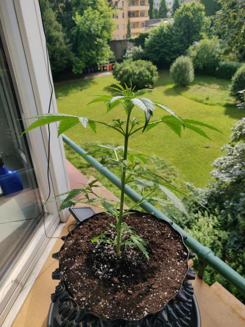 Northern Lights Automatic 2026 Balcony. Week 5 - 13.06.2026