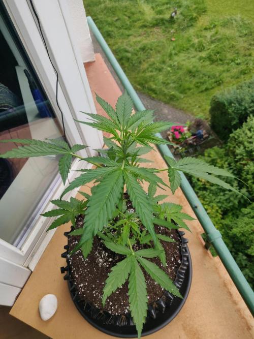 Northern Lights Automatic 2026 Balcony. Week 5 - 14.06.2026