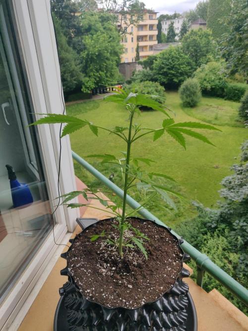 Northern Lights Automatic. Week 5