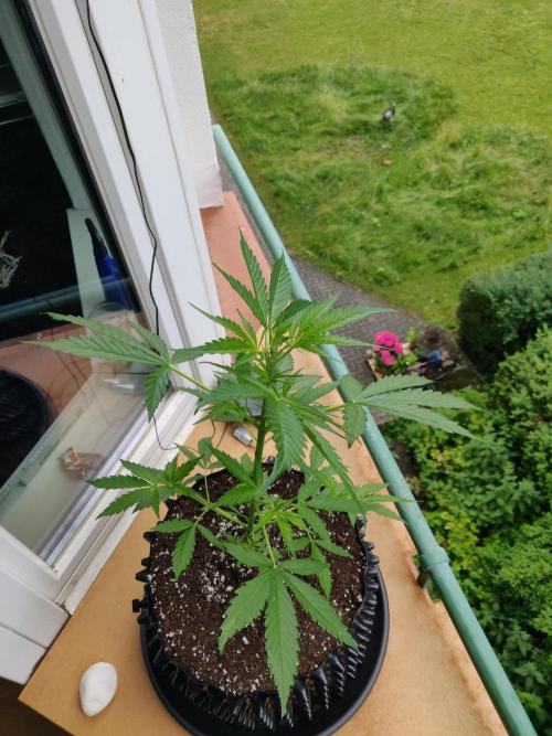 Northern Lights Automatic 2026 Balcony. Week 5 - 15.06.2026
