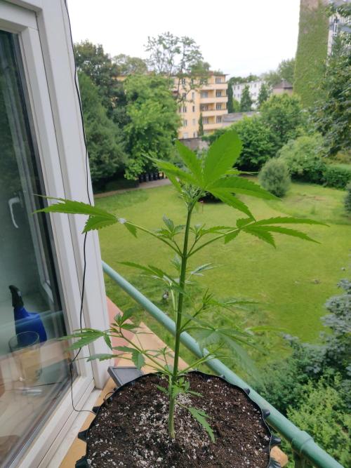 Northern Lights Automatic. Week 5