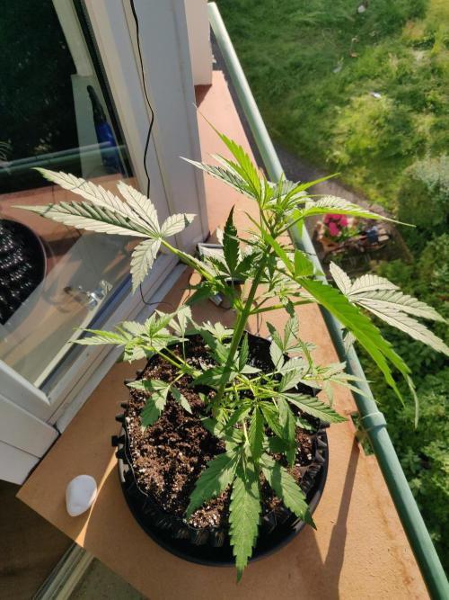 Northern Lights Automatic 2026 Balcony. Week 5 - 16.06.2026