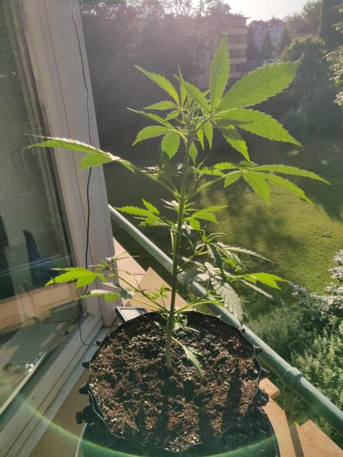 Northern Lights Automatic. Week 5