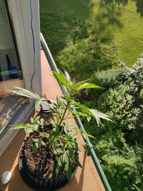 Northern Lights Automatic 2026 Balcony. Week 6 - 17.06.2026