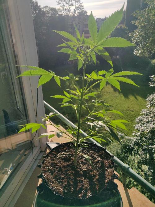 Northern Lights Automatic. Week 6