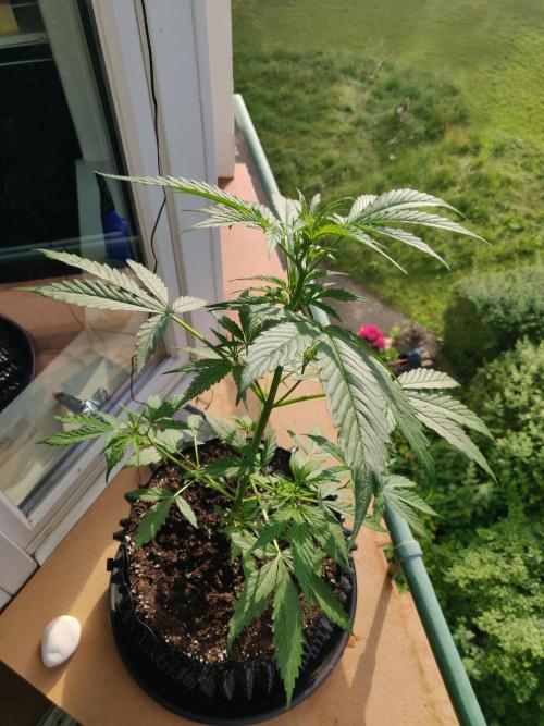 Northern Lights Automatic 2026 Balcony. Week 6 - 18.06.2026