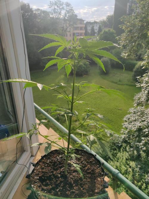 Northern Lights Automatic. Week 6