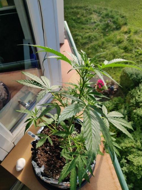 Northern Lights Automatic 2026 Balcony. Week 6 - 19.06.2026