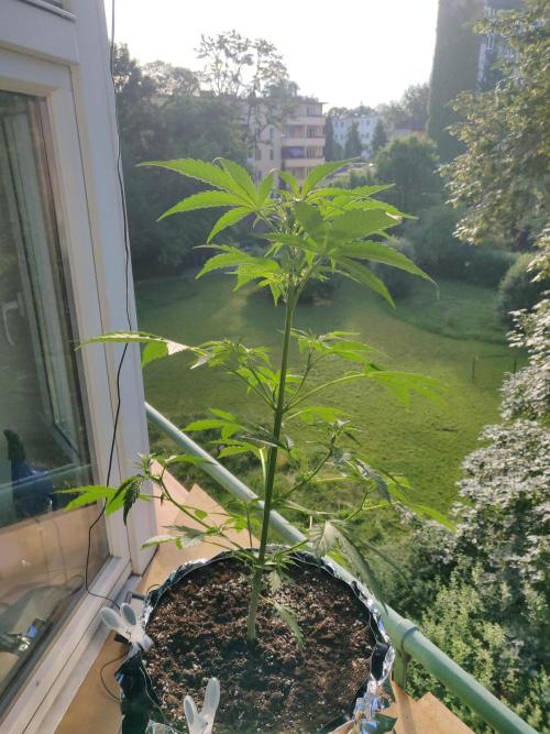 Northern Lights Automatic. Week 6