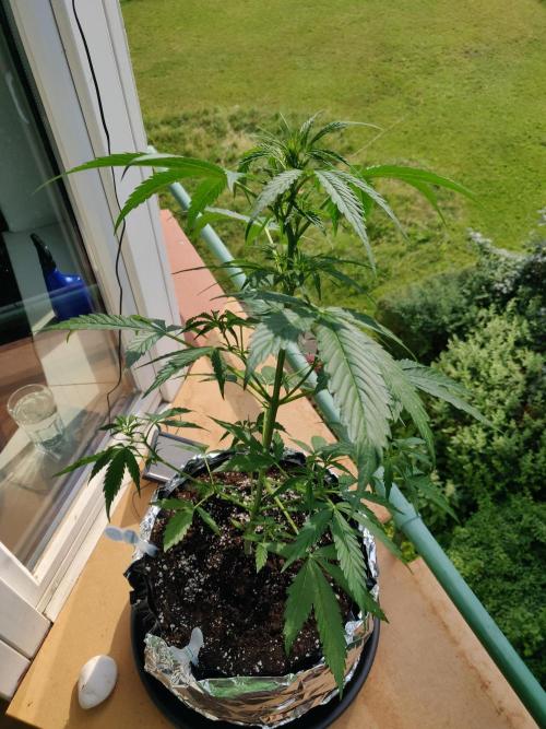 Northern Lights Automatic 2026 Balcony. Week 6 - 20.06.2026
