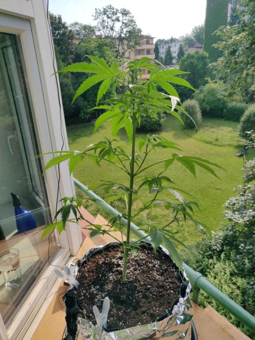 Northern Lights Automatic. Week 6