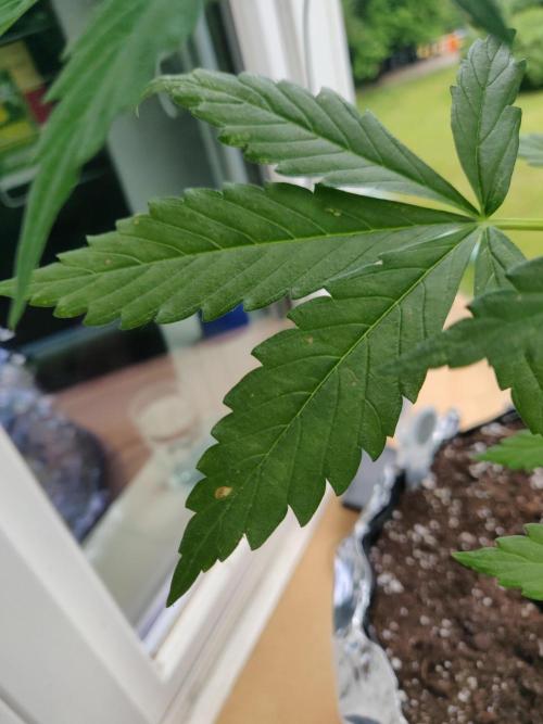 Northern Lights Automatic 2026 Balcony. Week 6 - 20.06.2026: Brown spots on lower/middle fan leaves.