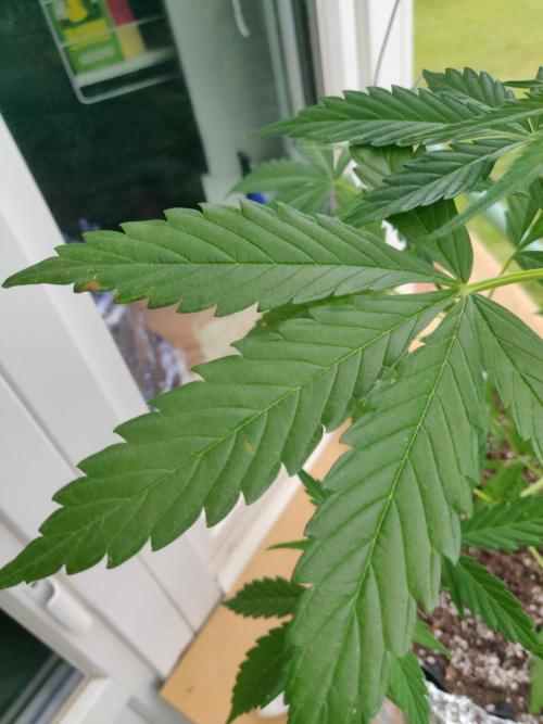 Northern Lights Automatic 2026 Balcony. Week 6 - 20.06.2026: Brown spots on lower/middle fan leaves.