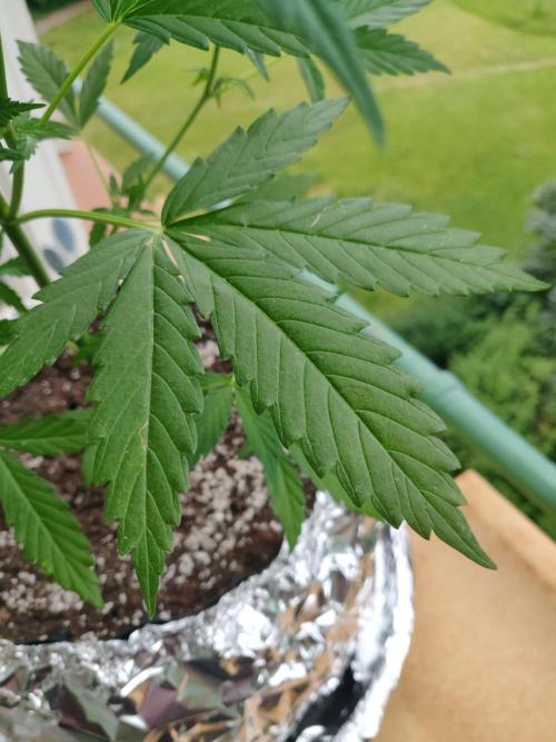 Northern Lights Automatic 2026 Balcony. Week 6 - 20.06.2026: Brown spots on lower/middle fan leaves.