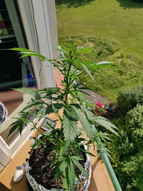 Northern Lights Automatic 2026 Balcony. Week 6 - 21.06.2026