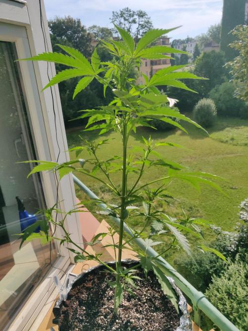 Northern Lights Automatic. Week 6