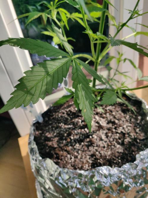 Northern Lights Automatic 2026 Balcony
