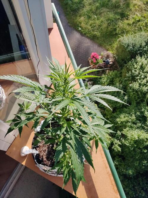 Northern Lights Automatic 2026 Balcony. Week 6 - 22.06.2026