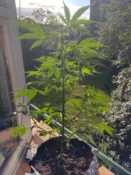 Northern Lights Automatic. Week 6