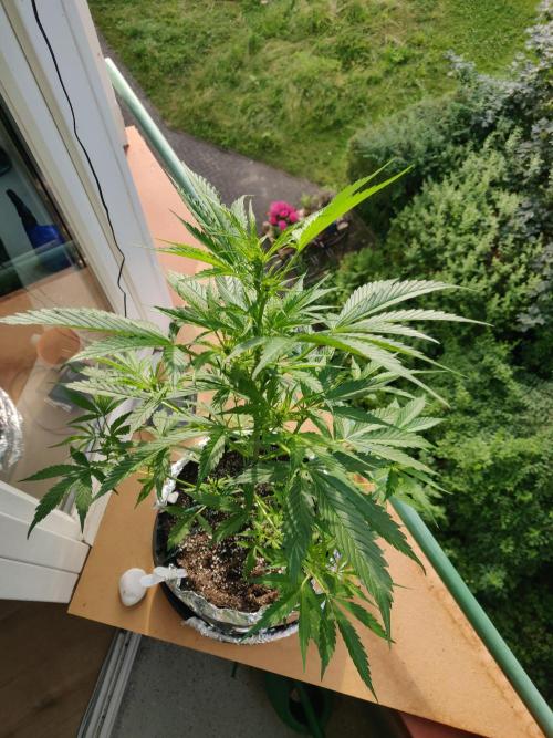 Northern Lights Automatic 2026 Balcony. Week 6 - 23.06.2026