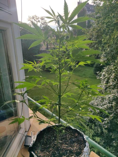 Northern Lights Automatic. Week 6